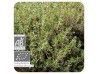 Aceite esencial Tomillo común QT timol BIO Pranarom